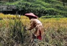 Komoditas Pertanian Kabupaten Sukabumi “Potensi Lokal Untuk Nasional”