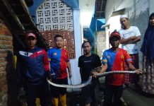 DPKP Kabupaten Sukabumi Cepat Tanggap Aduan Warga, Berhasil Evakuasi Ular Sanca di Citarik Palabuhanratu