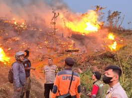 BPBD Kab Sukabumi: Karhutla Lalap 18 Hektare Lahan Perhutani di Jampangtengah