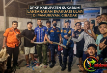 DPKP Kabupaten Sukabumi Evakuasi Ular di Pamuruyan Cibadak