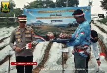 Dukung Ketahanan Pangan Nasional, Distan Sukabumi Tanam Bawang Putih di Kaki Gunung Gede Pangrango