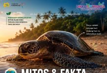 Selama Ini Banyak yang Keliru! Bongkar Mitos dan Fakta Penyu, Satwa Laut yang Punya Peran Penting