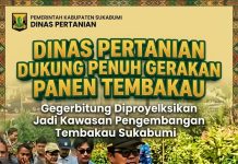 Dinas Pertanian Dukung Penuh Gerakan Panen Tembakau, Gegerbitung Diproyeksikan Jadi Kawasan Pengembangan Tembakau Sukabumi