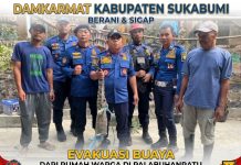 Damkarmat Kabupaten Sukabumi Evakuasi Buaya dari Rumah Warga di Palabuhanratu