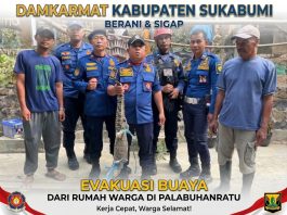 Damkarmat Kabupaten Sukabumi Evakuasi Buaya dari Rumah Warga di Palabuhanratu