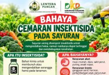 DKP Kabupaten Sukabumi: Bahaya Cemari Insektisida Pada Sayuran