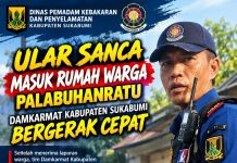 Ular Sanca Masuk Rumah Warga di Palabuhanratu, Damkarmat Kabupaten Sukabumi Bergerak Cepat