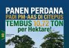 Panen Perdana Padi PM AAS di Citepus Tembus 10,72 Ton per Hektare, Dinas Pertanian Sukabumi Optimistis Perkuat Swasembada Pangan