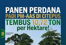 Panen Perdana Padi PM AAS di Citepus Tembus 10,72 Ton per Hektare, Dinas Pertanian Sukabumi Optimistis Perkuat Swasembada Pangan