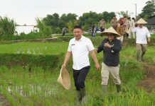 Wabup Andreas Bidik Petani Sukabumi Lebih Sejahtera, Sekolah Lapang Padi Modern Resmi Diluncurkan.Hasil Panen Tembus 11,2 Ton per Hektare,